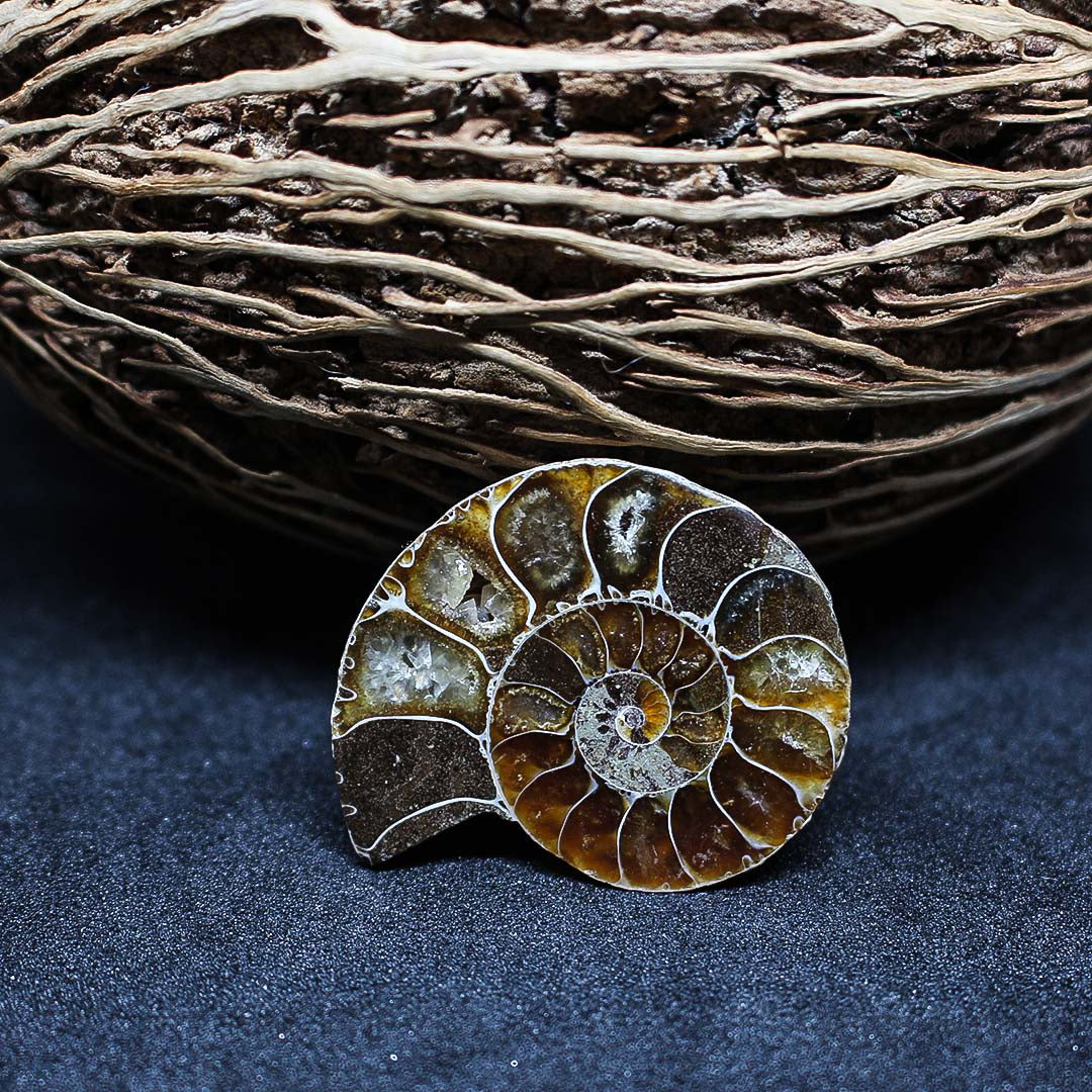 Fossile Marin Ammonite