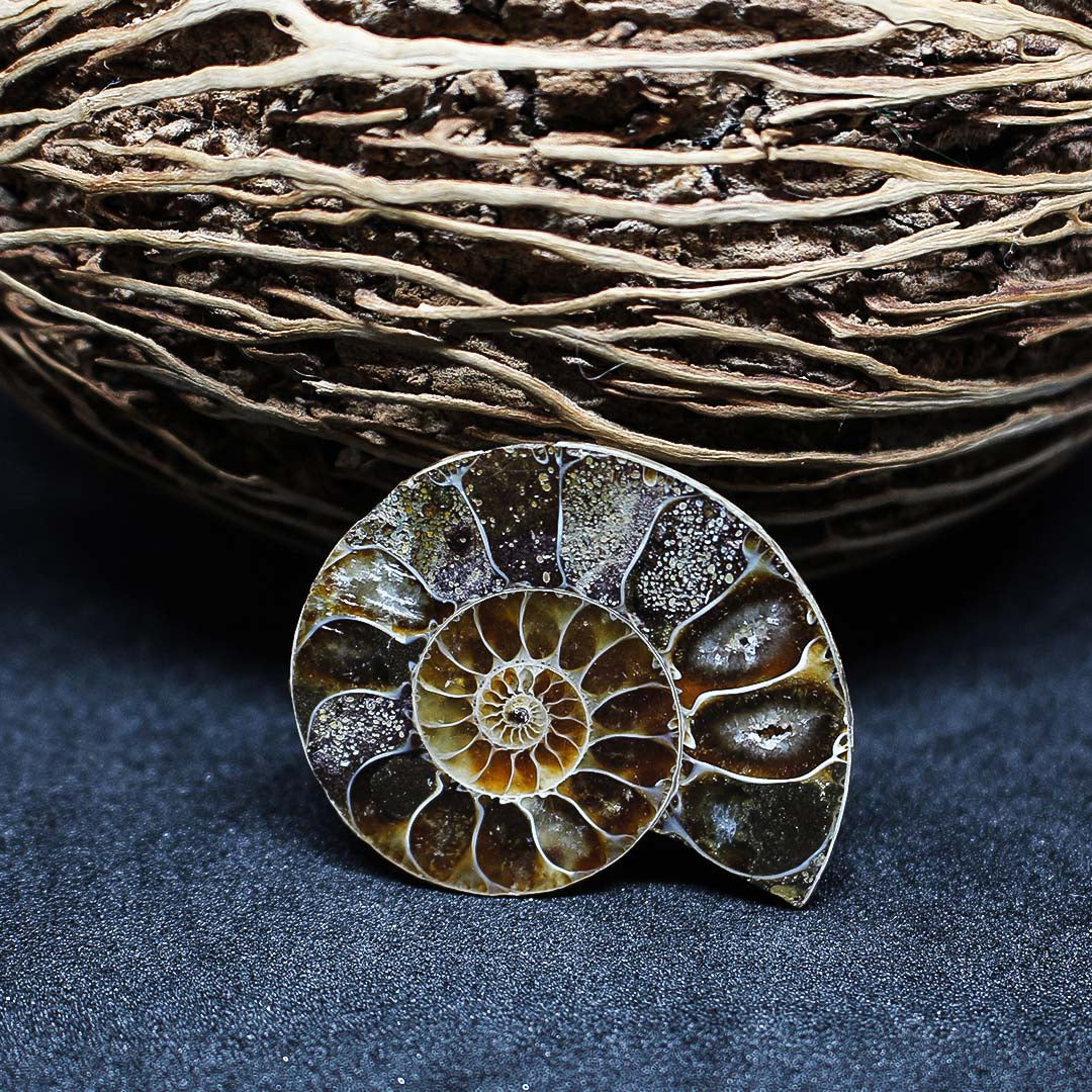 Fossile Marin Ammonite