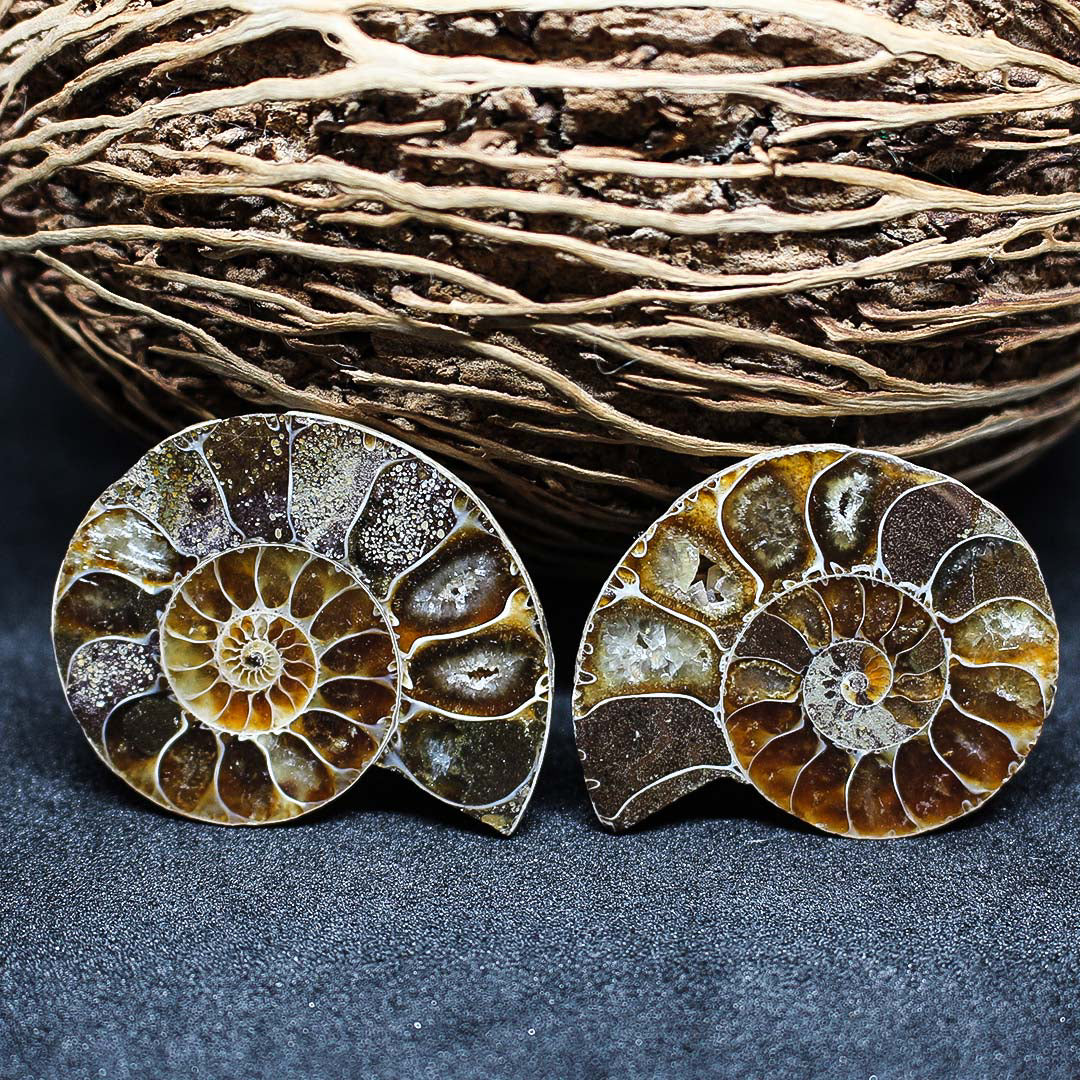 Fossile Marin Ammonite