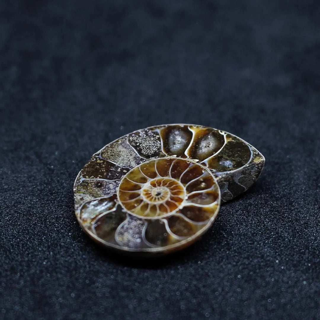 Fossile Marin Ammonite