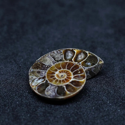 Fossile Marin Ammonite